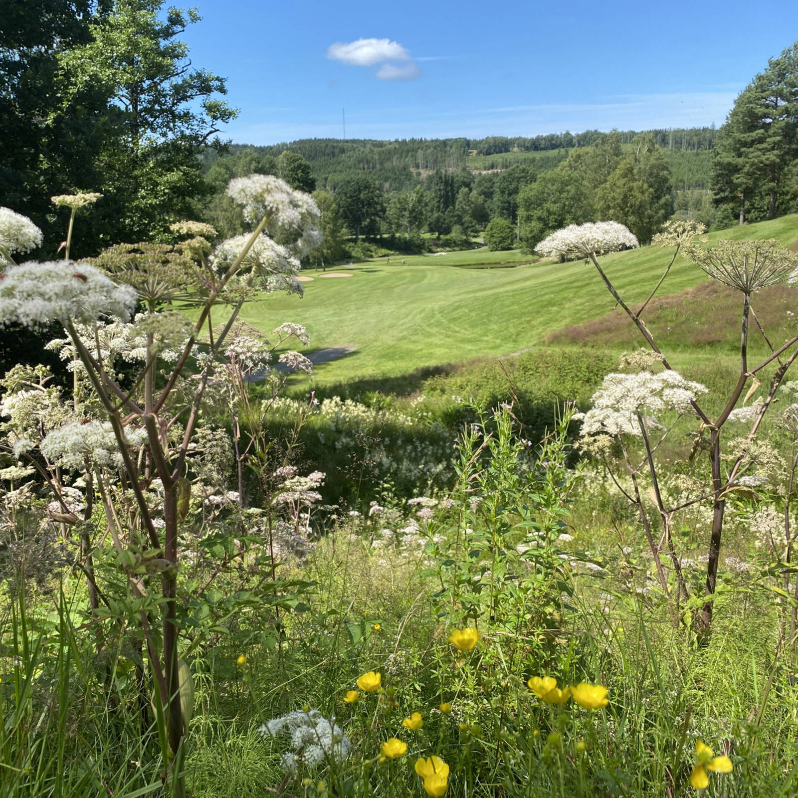 IMG 5590 002.Jpg Berg